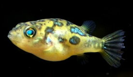 楽天市場 ファー エビ ザリガニ 熱帯魚 アクアリウム ペット ペットグッズの通販