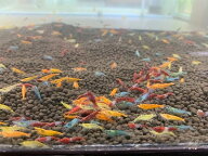 【シュリンプ】カラーシュリンプMIX　10匹人気商品神戸店在庫≪熱帯魚 観賞魚 飼育≫