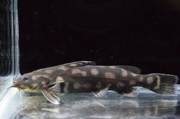 楽天市場 ナマズの仲間 Wild キボシドットカイザードラス 可愛いナマズの仲間神戸店在庫魚 Aqua F