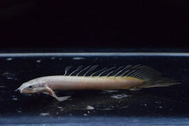 楽天市場 かわいい 観賞魚 熱帯魚 アクアリウム ペット ペットグッズの通販