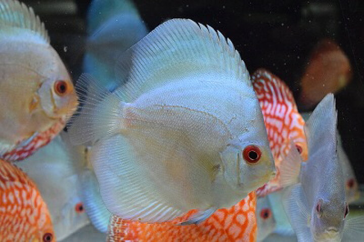 楽天市場 ディスカス シクリッドの仲間 ブルーダイヤモンドディスカス 1匹 神戸店在庫 Aqua F 楽天市場 ディスカス シクリッドの仲間 ブルーダイヤモンドディスカス 1匹 神戸店在庫 Aqua F