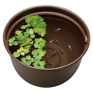 VipiGEX _JC _Ĵ߂̎甫 320