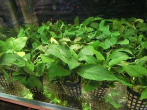 yzAkrAXEiîȂł\IȐłuŃCAEg܂