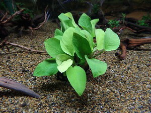 yzAkrAXEii S[f̂Ȃł\IȐłBS[f^CvłBuŃCAEg܂