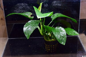 yzAkrAXEii@oe[̂Ȃł\IȐłB