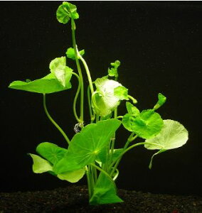 yzY@A}]`hOT@@3@_˓X݌ɗLsS̍Y