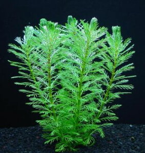 yzY@IW~ItB@@3@_˓X݌ɗLsS̍Y