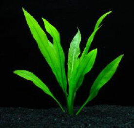 楽天市場 アマゾンソードの通販