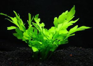 yzY@EH[^[@XvCg@@3@_˓X݌ɃV_ވS̍Y