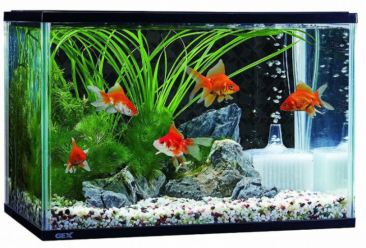楽天市場 Gex 金魚のお部屋 和彩l水槽セット Aquarium Zenith