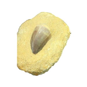 VR tTTEX bRY 1 v`Mtg ] ސE  ̓ hV̓ Mtg / VR΁Ap[Xg[̐XCyAI[  킢 I