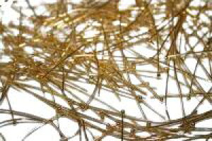 y20Zbgz Ts 0.6×50mm F ANZT[ p[c / VR΁Ap[Xg[̐XCyAI[  킢 IV  v[g Mtg 蕨