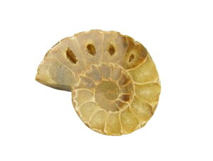  AiCg (}_KXJY) 1 v`Mtg ] ސE  ̓ hV̓ Mtg / VR΁Ap[Xg[̐XCyAI[  킢 IV  