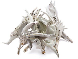 zCgZ[W 1(18g) / VR΁Ap[Xg[̐XCyAI[  킢 IV  v[g Mtg 蕨