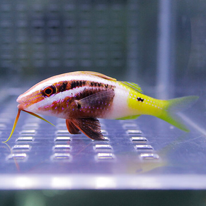 楽天市場 インドヒメジ 6 8cm 海水魚 ヒメジ 15時までのご注文で当日発送 T121 アクアギフト楽天市場店 楽天市場 インドヒメジ 6 8cm 海水魚 ヒメジ 15時までのご注文で当日発送 T121 アクアギフト楽天市場店
