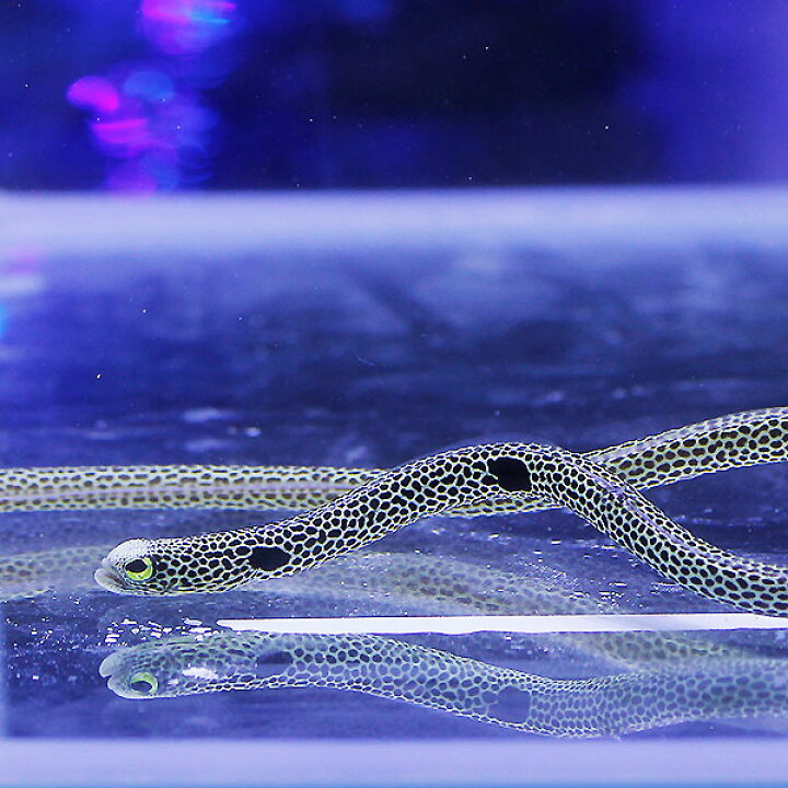 人気急上昇 海水魚 アナゴ チンアナゴ ガーデンイール 13 cm 2匹 Shipsctc Org