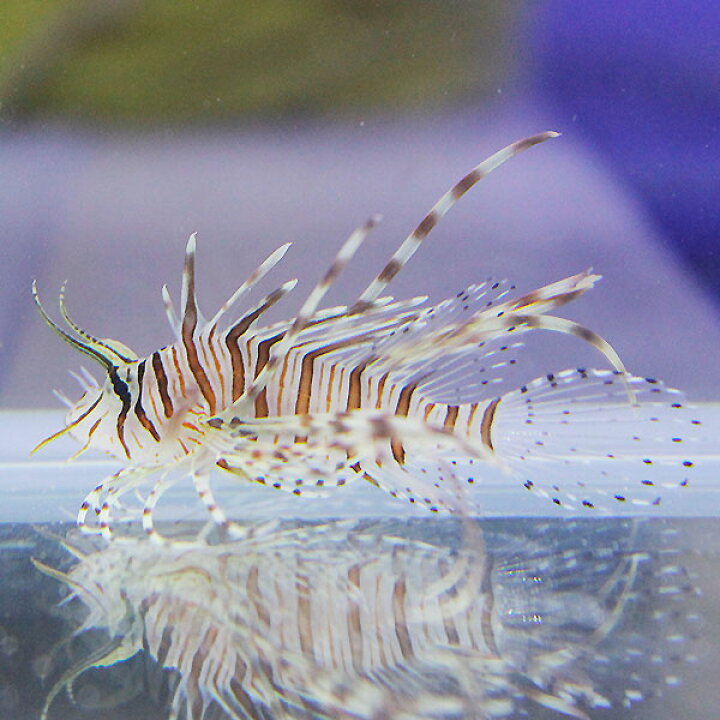 楽天市場 ハナミノカサゴ 8 10cm 海水魚 カサゴ 15時までのご注文で当日発送 カサゴ アクアギフト楽天市場店