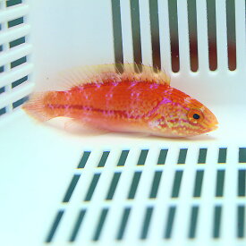 ピンテールフェアリーラス メス寄り 5-7cm± ! 海水魚 ベラ 15時までのご注文で当日発送(t122