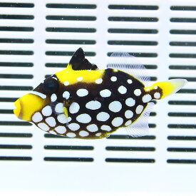 楽天市場 海水魚 フグ 熱帯魚 アクアリウム ペット ペットグッズ の通販