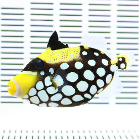 楽天市場 海水魚 生体 マンダリンの通販