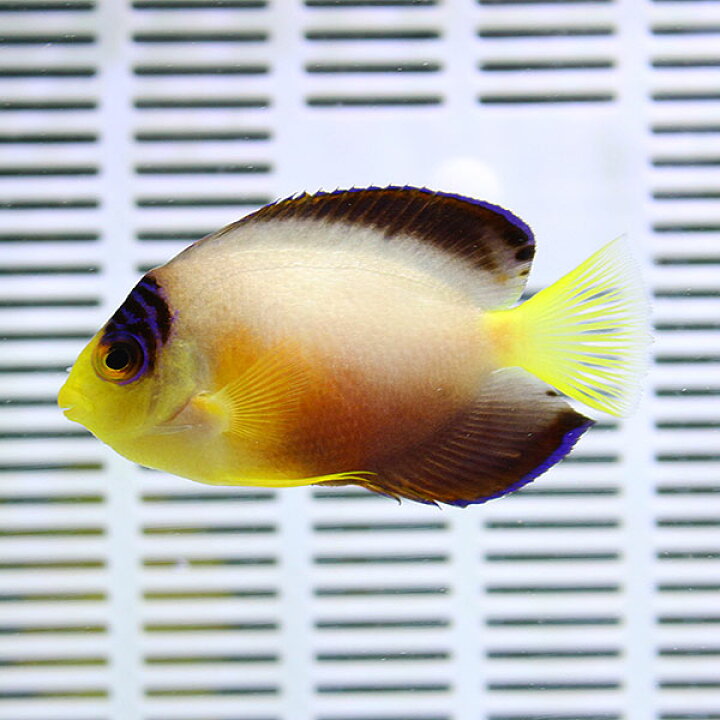 楽天市場】マーシャル産 マルチカラーエンゼル 5-7cm±! 海水魚 ヤッコ 