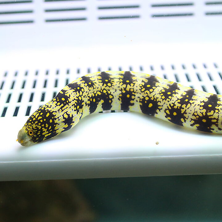 楽天市場 クモウツボ 15 cm 海水魚 ウツボ Phセール対象 ウツボ アクアギフト楽天市場店