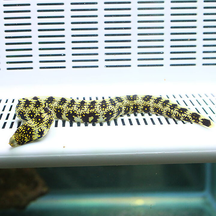 楽天市場 クモウツボ 15 cm 海水魚 ウツボ Phセール対象 ウツボ アクアギフト楽天市場店