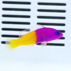 楽天市場 海水魚 生体 マンダリンの通販
