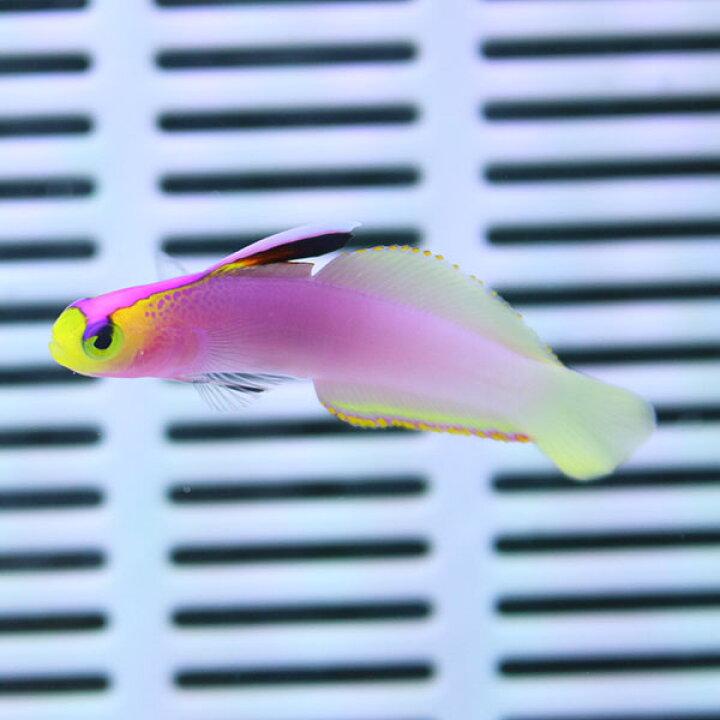 楽天市場】パープルファイヤーゴビー 4-6cm !海水魚 ハゼ 15時までのご 