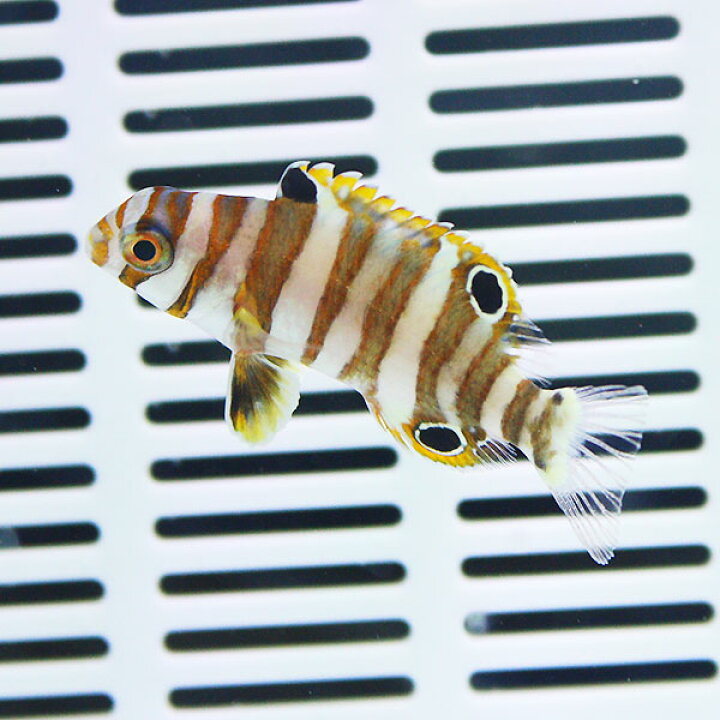 楽天市場 シチセンベラ 幼魚 3 5cm 海水魚 ベラ 15時までのご注文で当日発送 T122 アクアギフト楽天市場店