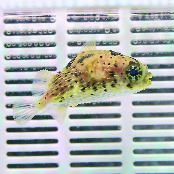 公式 海水魚 フグ ミナミハコフグ 4ｃｍ 3匹 Modayestilo Com Mx