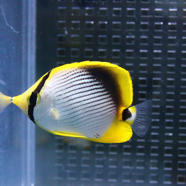 アケボノチョウ 4-6cm± 海水魚 メイルオーダー 最新アイテム チョウチョウウオ 餌付け t114 15時までのご注文で当日発送