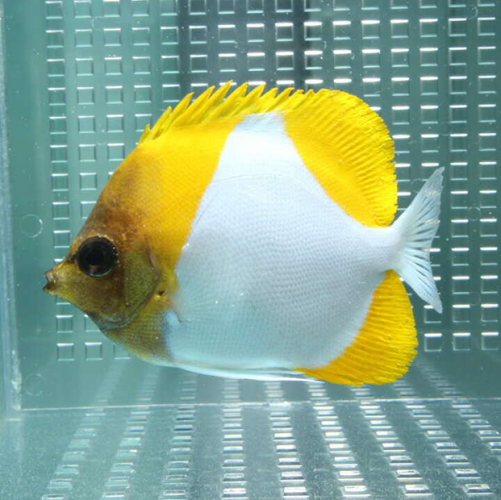 楽天市場 カスミチョウ 7 9cm 海水魚 チョウチョウウオ 餌付け T114 アクアギフト楽天市場店