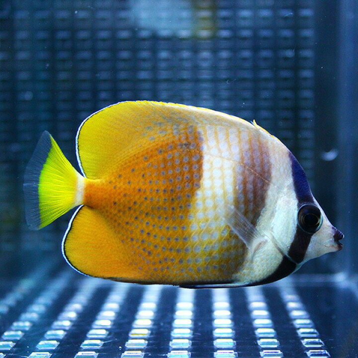 楽天市場 ミゾレチョウ 4 6cm 海水魚 チョウチョウウオ 餌付け 15時までのご注文で当日発送 T114 アクアギフト楽天市場店