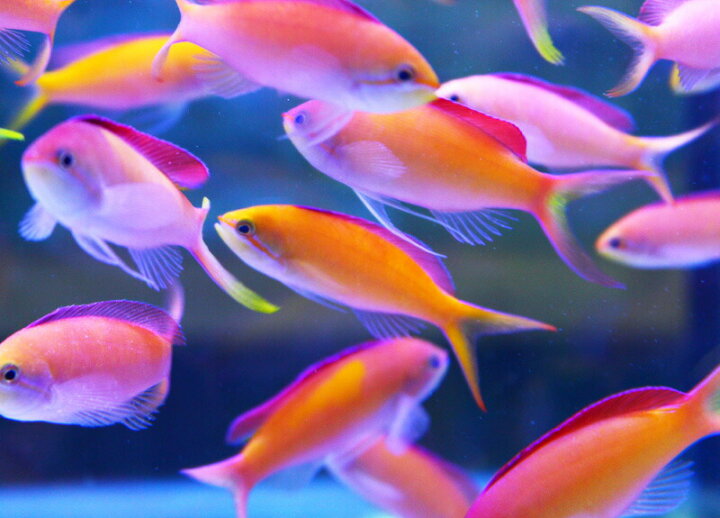 楽天市場 アカネハナゴイ 5匹セット 5 7cm 海水魚 ハナダイ 餌付け 15時までのご注文で当日発送 T118 アクアギフト楽天市場店