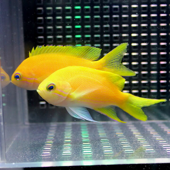 楽天市場】スミレナガハナダイ メス 10-12cm± ! 海水魚 ハナダイ 