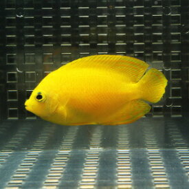 ヘラルドヤッコ 4-6cm±!海水魚 ヤッコ 15時までのご注文で当日発送(t111