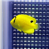 シテンヤッコ幼魚斑 4-6cm±! 海水魚 ヤッコ 15時までのご注文で当日発送(t111