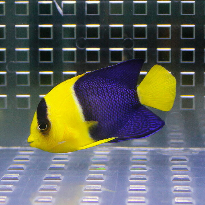 楽天市場 ソメワケヤッコ 6 8cm 海水魚 ヤッコ15時までのご注文で当日発送 T111 アクアギフト楽天市場店 楽天市場 ソメワケヤッコ 6 8cm 海水魚 ヤッコ15時までのご注文で当日発送 T111 アクアギフト楽天市場店