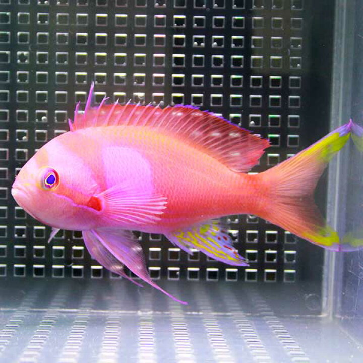 楽天市場 スミレナガハナダイ オス 10 12cm 海水魚 ハナダイ ハナダイ T118 アクアギフト楽天市場店