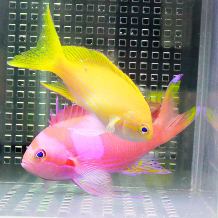 楽天市場】スミレナガハナダイ ペア 6-12cm± ! 海水魚 ハナダイ 餌付け 
