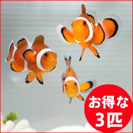 カクレクマノミ Sサイズ 3匹セット! 海水魚 クマノミ 15時までのご注文で当日発送(t115