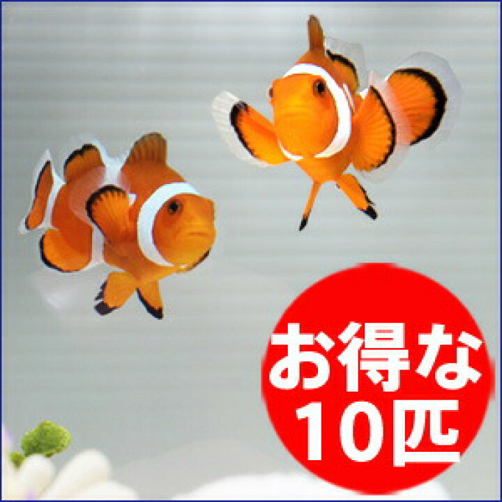 楽天市場】カクレクマノミ Sサイズ 10匹セット! 海水魚 クマノミ 15時 