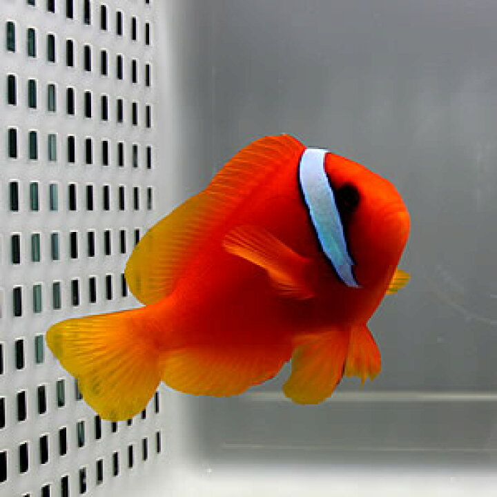 楽天市場 ハマクマノミ 海水魚 クマノミ 餌付け クマノミ T115 アクアギフト楽天市場店 楽天市場 ハマクマノミ 海水魚 クマノミ 餌付け クマノミ T115 アクアギフト楽天市場店