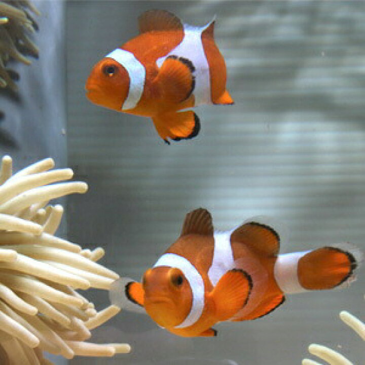 楽天市場 カクレクマノミ Lサイズ 5 6cm 海水魚 クマノミ 共生 15時までのご注文で当日発送 T115 アクアギフト楽天市場店