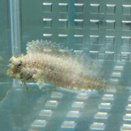 ヤエヤマギンポ 4-6cm± 茶苔取り 海水魚 ブレニー (t124(t121