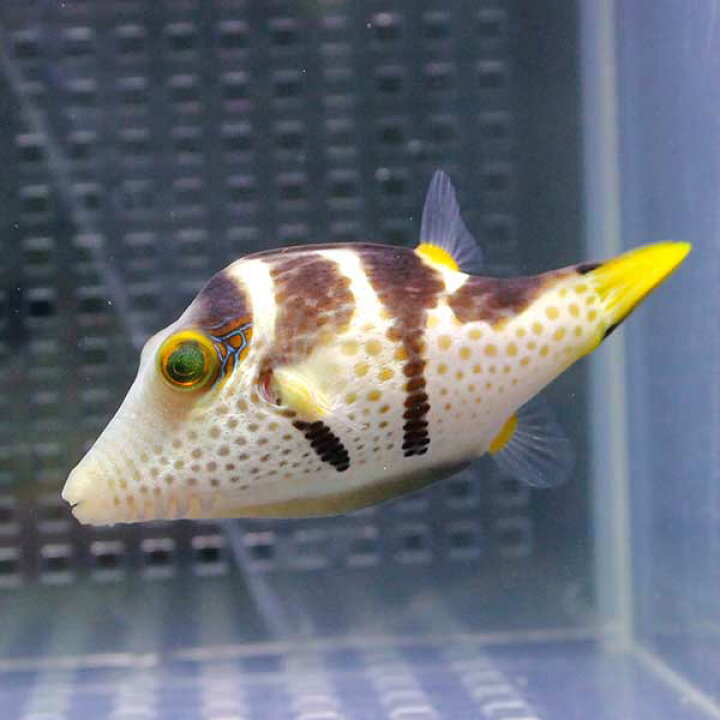 楽天市場 シマキンチャクフグ 5 7cm 1匹 海水魚 フグ アクアギフト楽天市場店