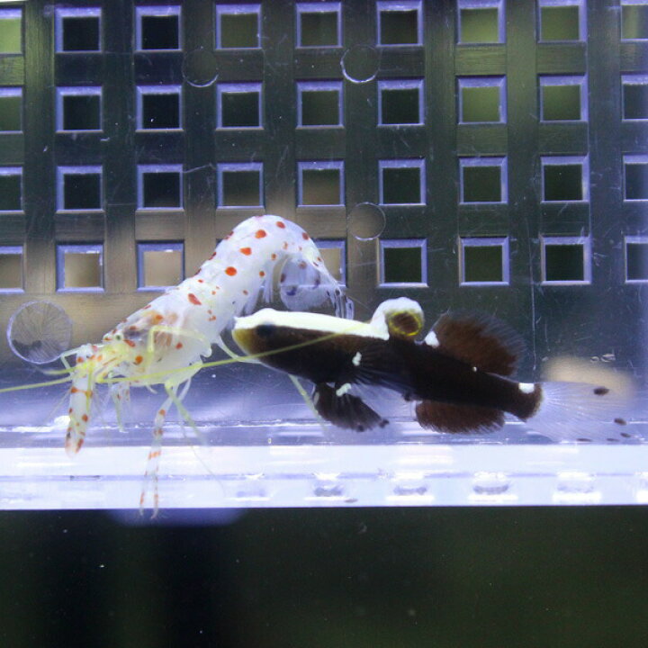 楽天市場 オドリハゼ 2cm 共生エビ 3cmセット 海水魚 ハゼ 15時までのご注文で当日発送 T121 T129 アクアギフト楽天市場店 楽天市場 オドリハゼ 2cm 共生エビ 3cmセット 海水魚 ハゼ 15時までのご注文で当日発送 T121 T129 アクアギフト楽天市場店