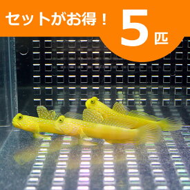 ギンガハゼ イエロー 3-5cm± 5匹セット !海水魚 ハゼ 餌付け 15時までのご注文で当日発送(t121