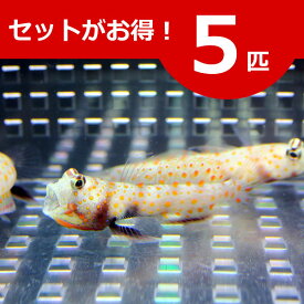 楽天市場 ハゼ 飼育の通販